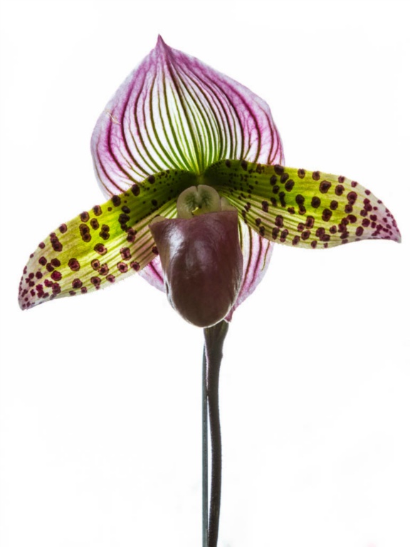 Lady Slipper Orchid